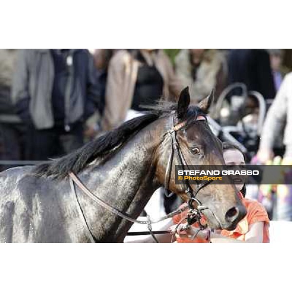 a portrait for Tesey walking after winning the Premio Conte Felice Scheibler Rome, 23rd oct. 2011 ph.Stefano Grasso