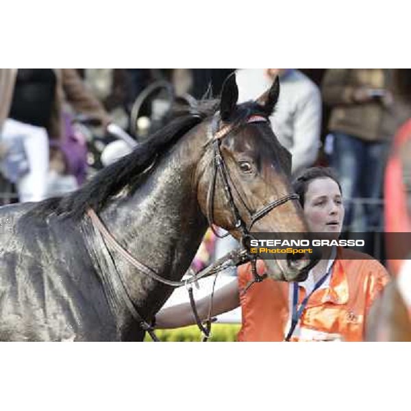 a portrait for Tesey walking after winning the Premio Conte Felice Scheibler Rome, 23rd oct. 2011 ph.Stefano Grasso