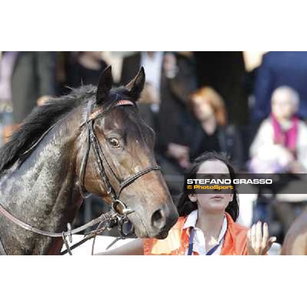 a portrait for Tesey walking after winning the Premio Conte Felice Scheibler Rome, 23rd oct. 2011 ph.Stefano Grasso