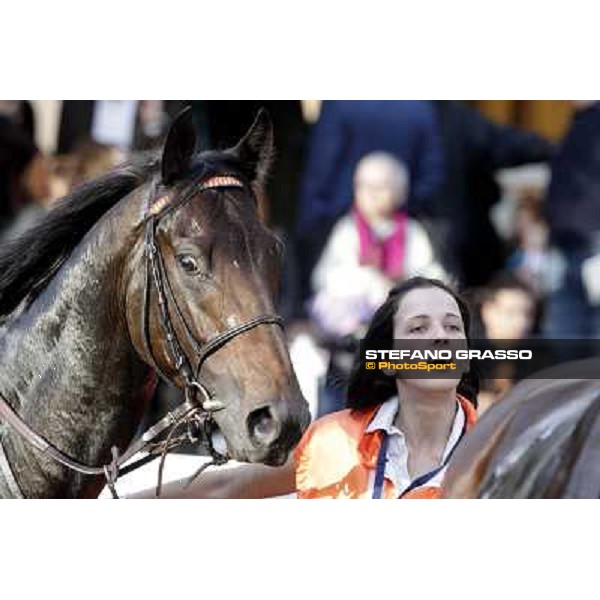 a portrait for Tesey walking after winning the Premio Conte Felice Scheibler Rome, 23rd oct. 2011 ph.Stefano Grasso