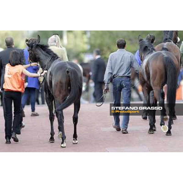 Tesey returns home after winning the Premio Conte Felice Scheibler Rome, 23rd oct. 2011 ph.Stefano Grasso
