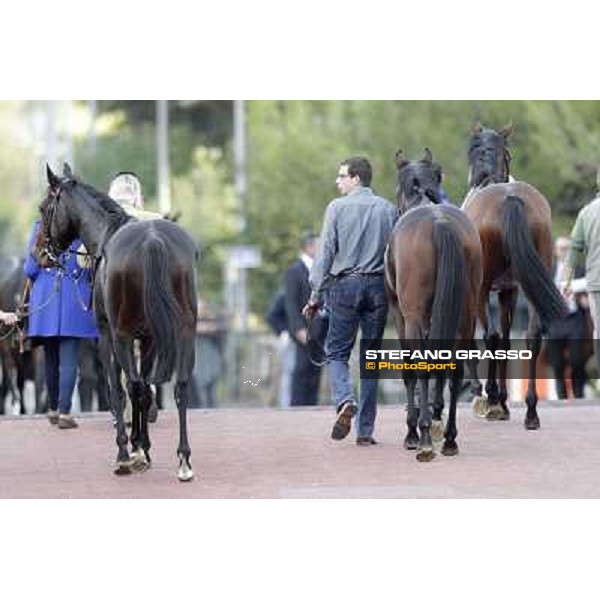 Tesey returns home after winning the Premio Conte Felice Scheibler Rome, 23rd oct. 2011 ph.Stefano Grasso