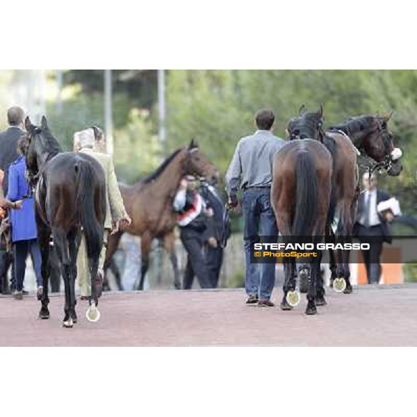 Tesey returns home after winning the Premio Conte Felice Scheibler Rome, 23rd oct. 2011 ph.Stefano Grasso