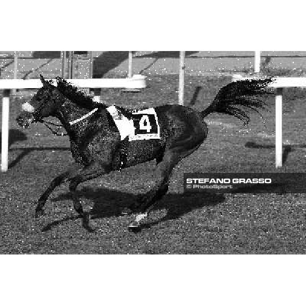 \'Anyone missing...?!\' Rome - Capannelle racecourse, 23rd oct.2011 ph.Stefano Grasso