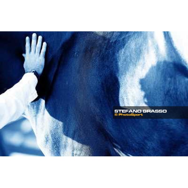 Anact Selected trotting Yearlings Sales Settimo Milanese (MI), 17-18th oct. 2011 ph.Stefano Grasso