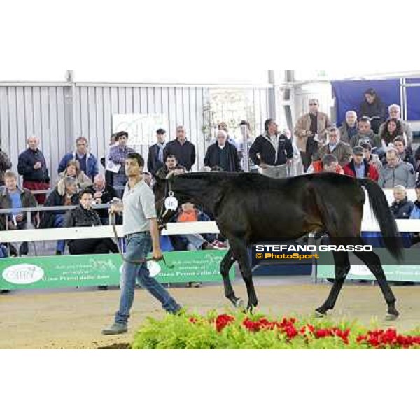 Anact - Selected trotting Yearlings Sale Settimo Milanese (MI) - 17-18th oct.2011 ph.Stefano Grasso