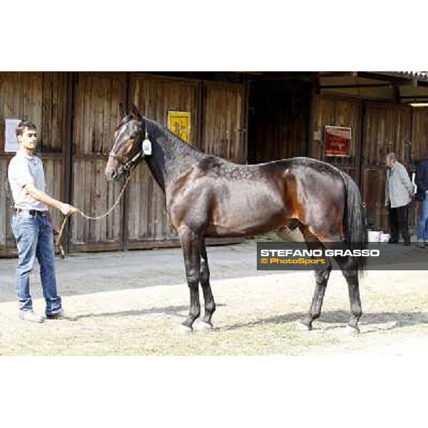 Anact - Selected trotting Yearlings Sale Settimo Milanese (MI) - 17-18th oct.2011 ph.Stefano Grasso