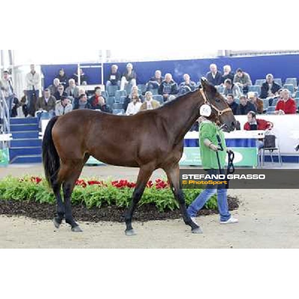 Anact - Selected trotting Yearlings Sale Settimo Milanese (MI) - 17-18th oct.2011 ph.Stefano Grasso