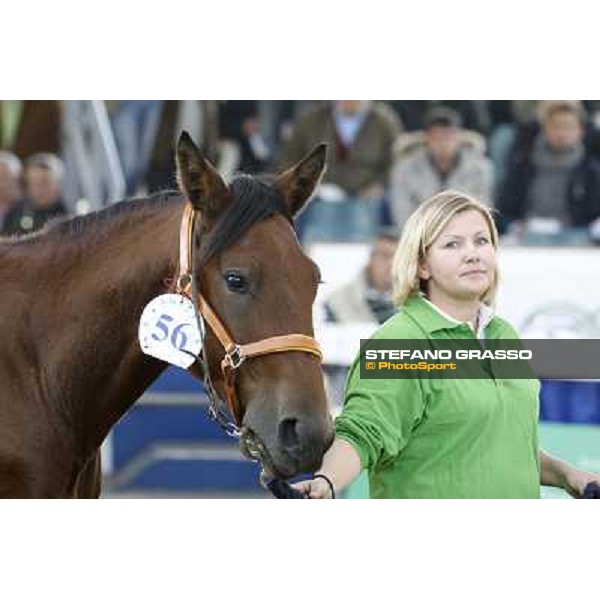 Anact - Selected trotting Yearlings Sale Settimo Milanese (MI) - 17-18th oct.2011 ph.Stefano Grasso