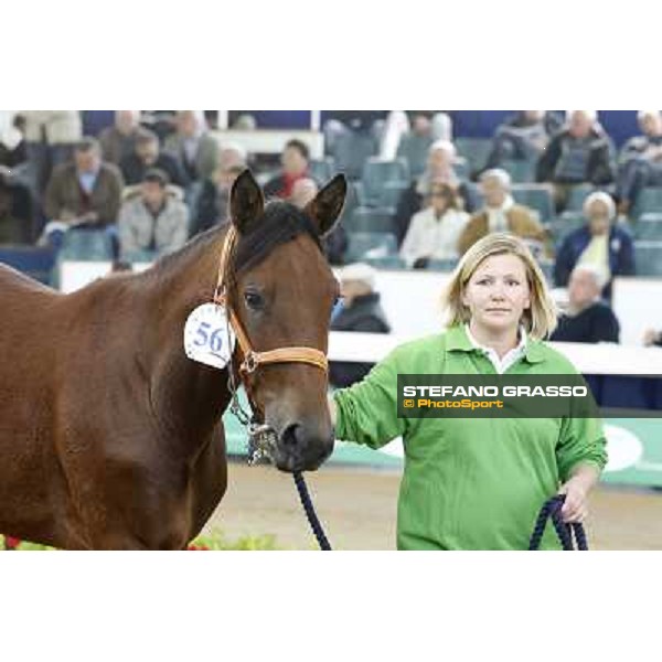 Anact - Selected trotting Yearlings Sale Settimo Milanese (MI) - 17-18th oct.2011 ph.Stefano Grasso