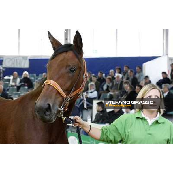 Anact - Selected trotting Yearlings Sale Settimo Milanese (MI) - 17-18th oct.2011 ph.Stefano Grasso