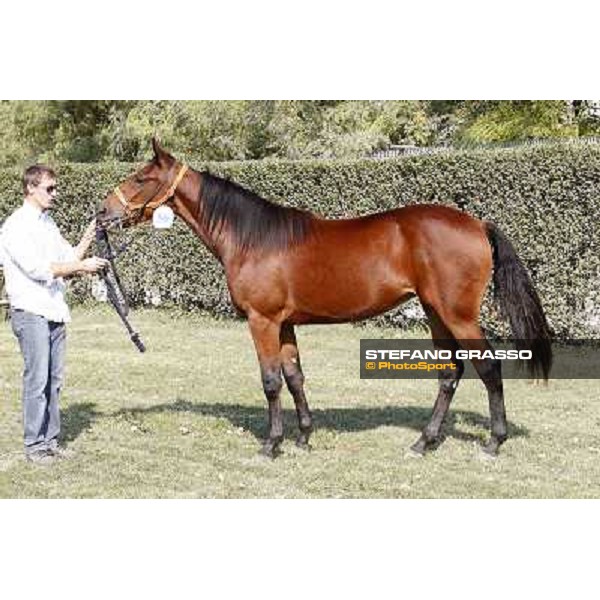 Anact - Selected trotting Yearlings Sale Settimo Milanese (MI) - 17-18th oct.2011 ph.Stefano Grasso