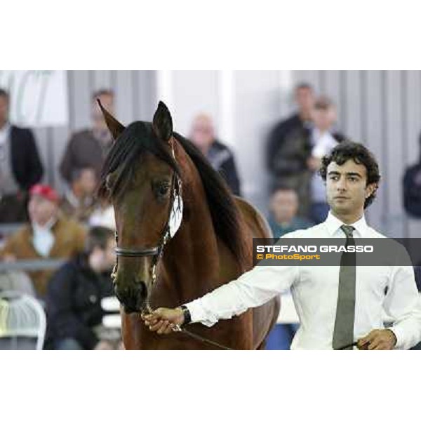 Anact - Selected trotting Yearlings Sale Settimo Milanese (MI) - 17-18th oct.2011 ph.Stefano Grasso