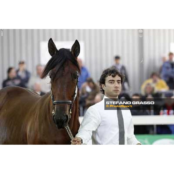 Anact - Selected trotting Yearlings Sale Settimo Milanese (MI) - 17-18th oct.2011 ph.Stefano Grasso