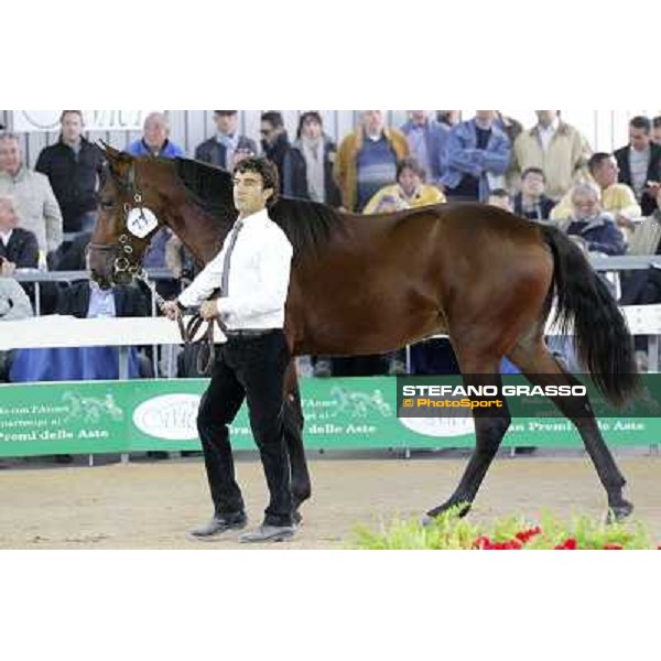 Anact - Selected trotting Yearlings Sale Settimo Milanese (MI) - 17-18th oct.2011 ph.Stefano Grasso