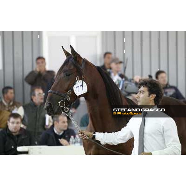 Anact - Selected trotting Yearlings Sale Settimo Milanese (MI) - 17-18th oct.2011 ph.Stefano Grasso