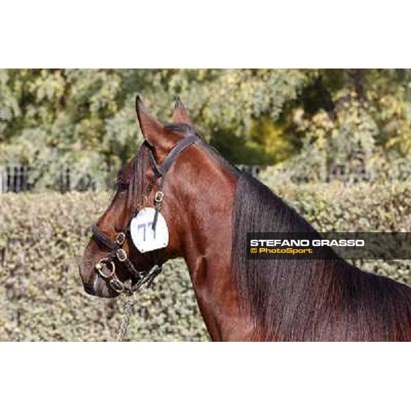 Anact - Selected trotting Yearlings Sale Settimo Milanese (MI) - 17-18th oct.2011 ph.Stefano Grasso