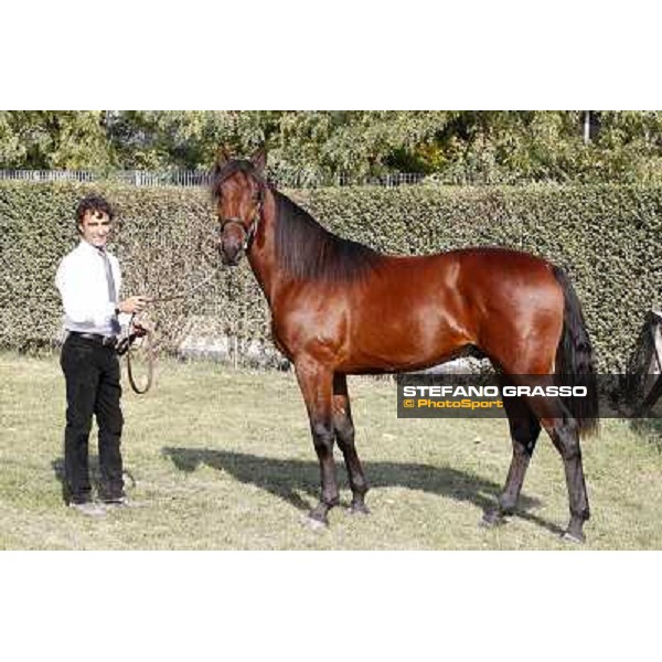 Anact - Selected trotting Yearlings Sale Settimo Milanese (MI) - 17-18th oct.2011 ph.Stefano Grasso