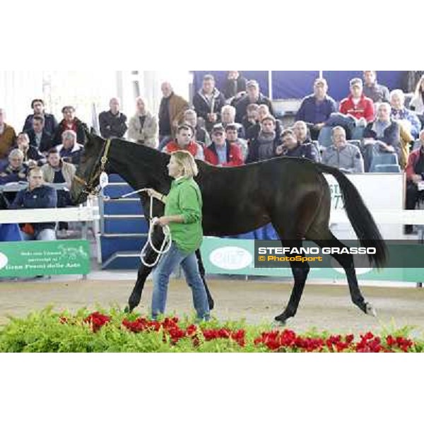 Anact - Selected trotting Yearlings Sale Settimo Milanese (MI) - 17-18th oct.2011 ph.Stefano Grasso