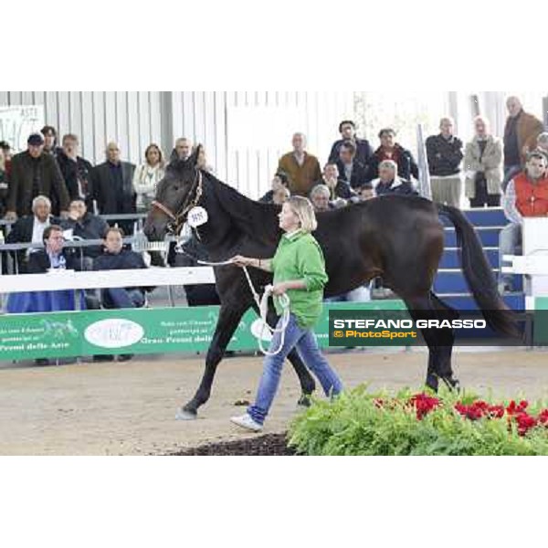 Anact - Selected trotting Yearlings Sale Settimo Milanese (MI) - 17-18th oct.2011 ph.Stefano Grasso
