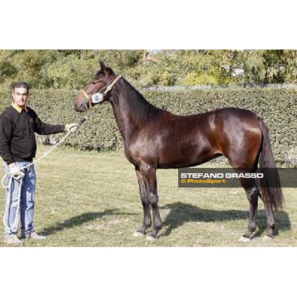Anact - Selected trotting Yearlings Sale Settimo Milanese (MI) - 17-18th oct.2011 ph.Stefano Grasso