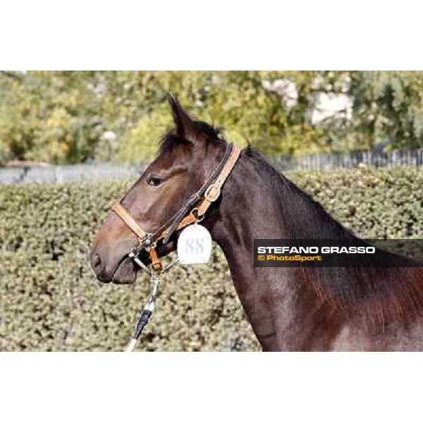 Anact - Selected trotting Yearlings Sale Settimo Milanese (MI) - 17-18th oct.2011 ph.Stefano Grasso