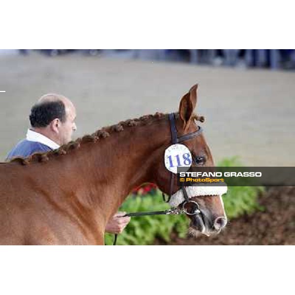 Anact - Selected trotting Yearlings Sale Settimo Milanese (MI) - 17-18th oct.2011 ph.Stefano Grasso