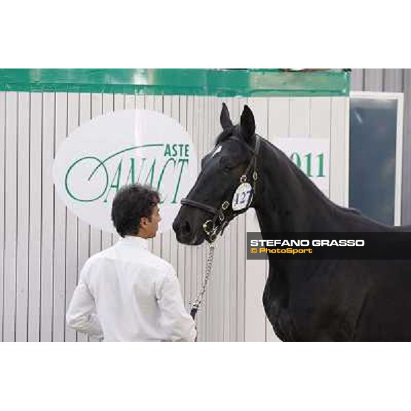 Anact - Selected trotting Yearlings Sale Settimo Milanese (MI) - 17-18th oct.2011 ph.Stefano Grasso
