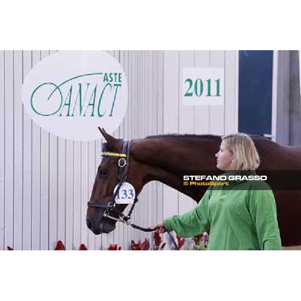 Anact - Selected trotting Yearlings Sale Settimo Milanese (MI) - 17-18th oct.2011 ph.Stefano Grasso