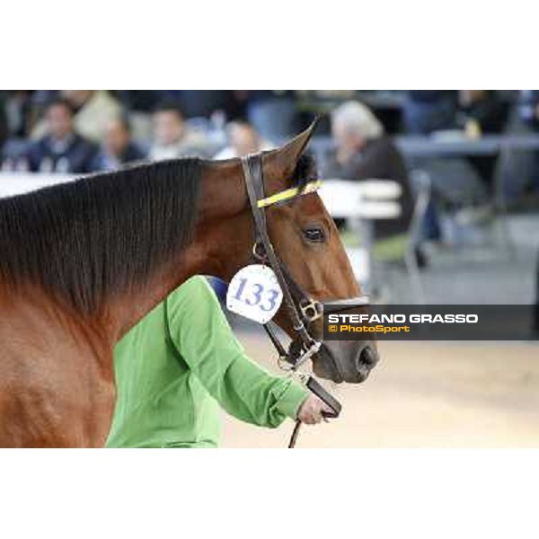 Anact - Selected trotting Yearlings Sale Settimo Milanese (MI) - 17-18th oct.2011 ph.Stefano Grasso