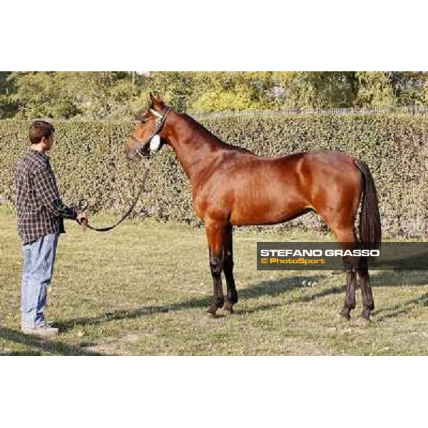 Anact - Selected trotting Yearlings Sale Settimo Milanese (MI) - 17-18th oct.2011 ph.Stefano Grasso