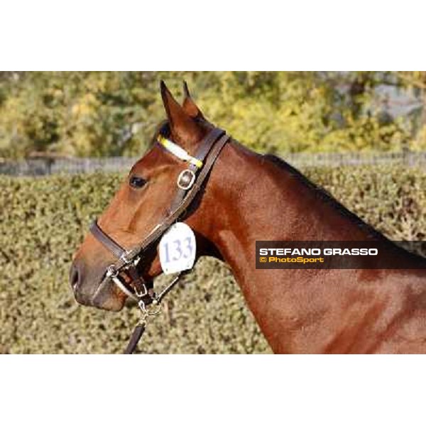 Anact - Selected trotting Yearlings Sale Settimo Milanese (MI) - 17-18th oct.2011 ph.Stefano Grasso