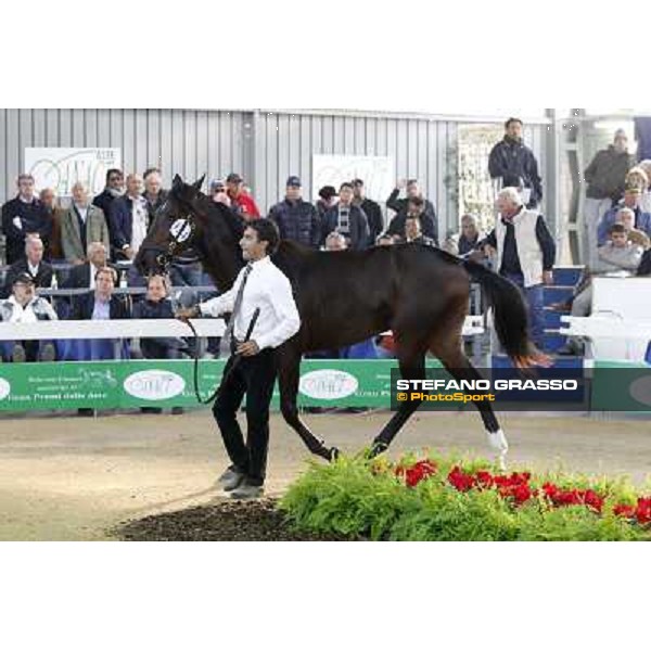 Anact - Selected trotting Yearlings Sale Settimo Milanese (MI) - 17-18th oct.2011 ph.Stefano Grasso
