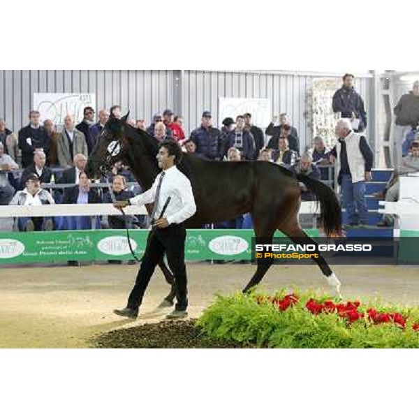 Anact - Selected trotting Yearlings Sale Settimo Milanese (MI) - 17-18th oct.2011 ph.Stefano Grasso
