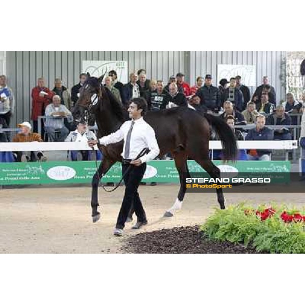 Anact - Selected trotting Yearlings Sale Settimo Milanese (MI) - 17-18th oct.2011 ph.Stefano Grasso