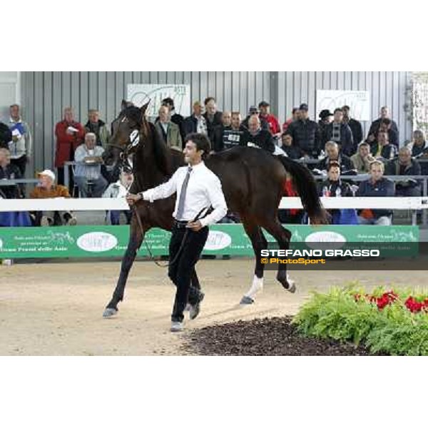 Anact - Selected trotting Yearlings Sale Settimo Milanese (MI) - 17-18th oct.2011 ph.Stefano Grasso