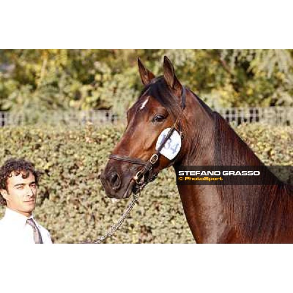 Anact - Selected trotting Yearlings Sale Settimo Milanese (MI) - 17-18th oct.2011 ph.Stefano Grasso