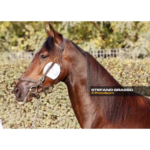 Anact - Selected trotting Yearlings Sale Settimo Milanese (MI) - 17-18th oct.2011 ph.Stefano Grasso