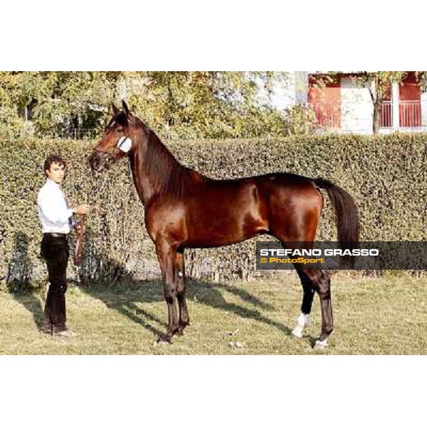 Anact - Selected trotting Yearlings Sale Settimo Milanese (MI) - 17-18th oct.2011 ph.Stefano Grasso