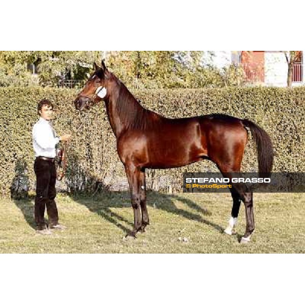 Anact - Selected trotting Yearlings Sale Settimo Milanese (MI) - 17-18th oct.2011 ph.Stefano Grasso