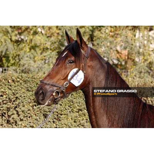 Anact - Selected trotting Yearlings Sale Settimo Milanese (MI) - 17-18th oct.2011 ph.Stefano Grasso