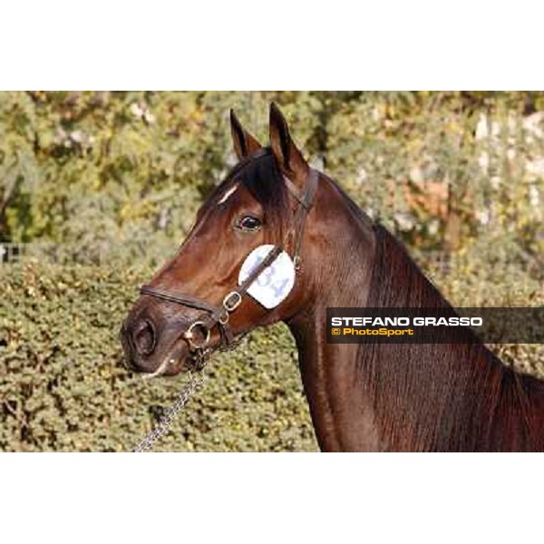 Anact - Selected trotting Yearlings Sale Settimo Milanese (MI) - 17-18th oct.2011 ph.Stefano Grasso