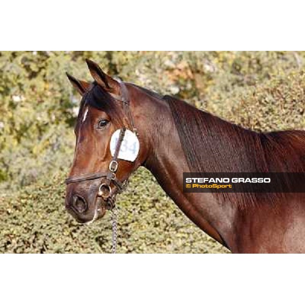 Anact - Selected trotting Yearlings Sale Settimo Milanese (MI) - 17-18th oct.2011 ph.Stefano Grasso