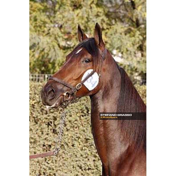 Anact - Selected trotting Yearlings Sale Settimo Milanese (MI) - 17-18th oct.2011 ph.Stefano Grasso
