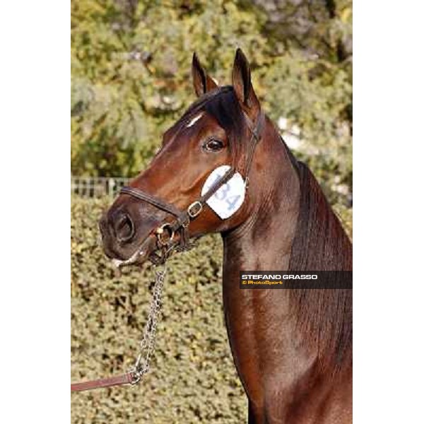 Anact - Selected trotting Yearlings Sale Settimo Milanese (MI) - 17-18th oct.2011 ph.Stefano Grasso