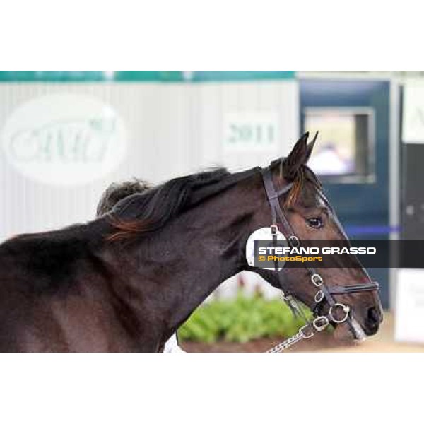 Anact - Selected trotting Yearlings Sale Settimo Milanese (MI) - 17-18th oct.2011 ph.Stefano Grasso