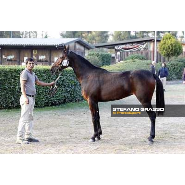 Anact - Selected trotting Yearlings Sale Settimo Milanese (MI) - 17-18th oct.2011 ph.Stefano Grasso
