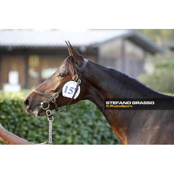 Anact - Selected trotting Yearlings Sale Settimo Milanese (MI) - 17-18th oct.2011 ph.Stefano Grasso
