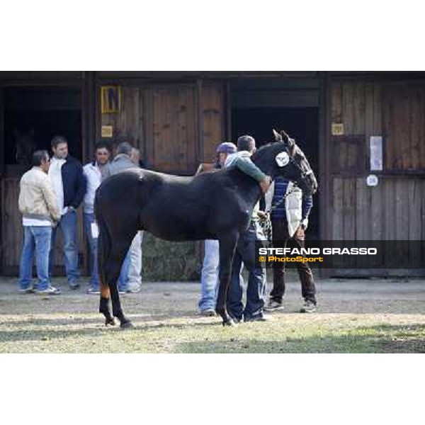 Anact - Selected trotting Yearlings Sale Settimo Milanese (MI) - 17-18th oct.2011 ph.Stefano Grasso
