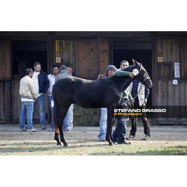 Anact - Selected trotting Yearlings Sale Settimo Milanese (MI) - 17-18th oct.2011 ph.Stefano Grasso